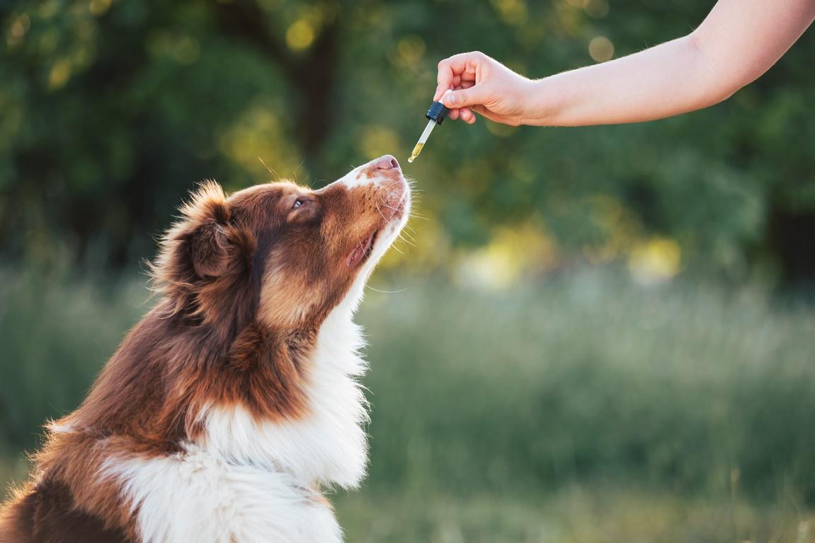 CBD Dosage for General Wellbeing in Dogs